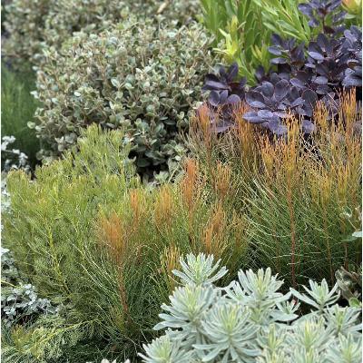 Episode 17: Melbourne International Flower and Garden Show 2024