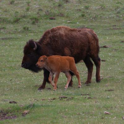 This Week in Yellowstone: May 22nd to May 28th, 2025