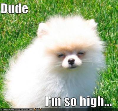 Done with House Arrest