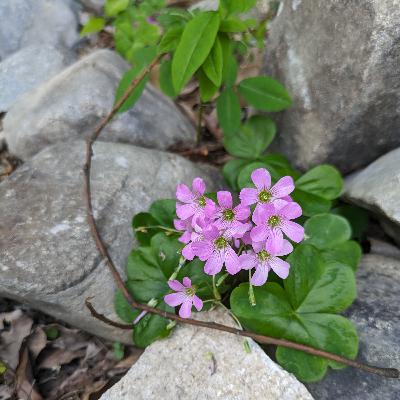 #54 いろんなお花