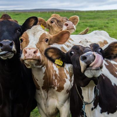 Mercado do Leite Atual e suas Variações