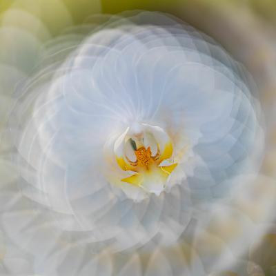 Improve Your Floral Photography through Competing