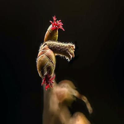 Signals of Spring A tale of the Hazel Tree and Woodpeckers Drumming