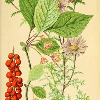 Show 275: Schisandra