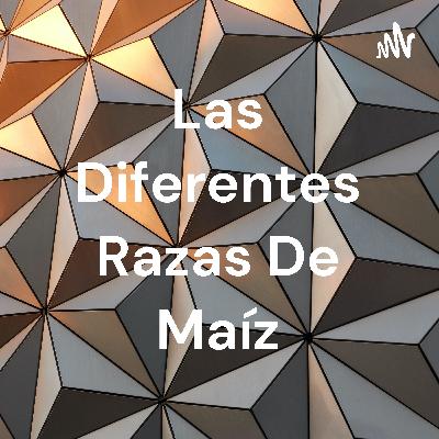 Las diferentes razas de Maiz