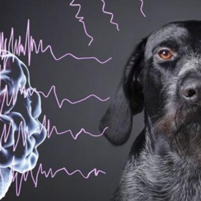 009. Isoflurane treatment for refractory and super-refractory status epilepticus in dogs