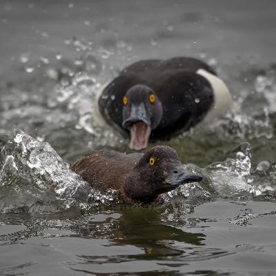 Transitioning to the fall bite with Steve Carney