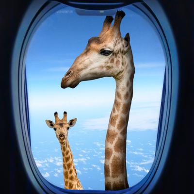 Safari 3