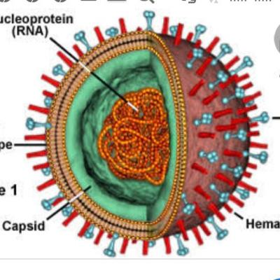 Seputar Berita wabah mematikan di Dunia