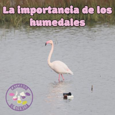 20. La importancia de los humedales
