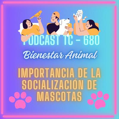 39. Importancia de la socialización de tu mascota