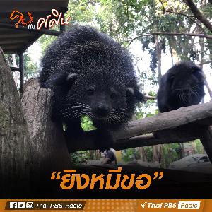 "ยิงหมีขอ"