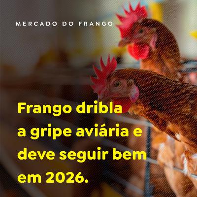 Frango dribla a gripe aviária e deve seguir bem em 2026 Frango dribla a gripe aviária e deve seguir bem em 2026
