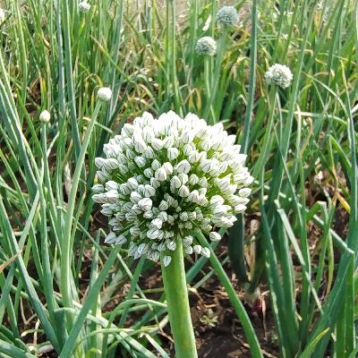 Baith Jata Hun Mitti Pe Aksar By Harivansh Ray Bacchan Baith Jata Hun Mitti Pe Aksar By Harivansh Ray Bacchan