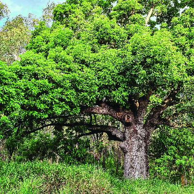 E18 - A tree with no name