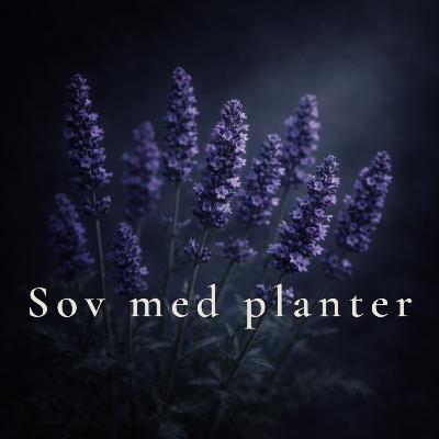 Lavendel