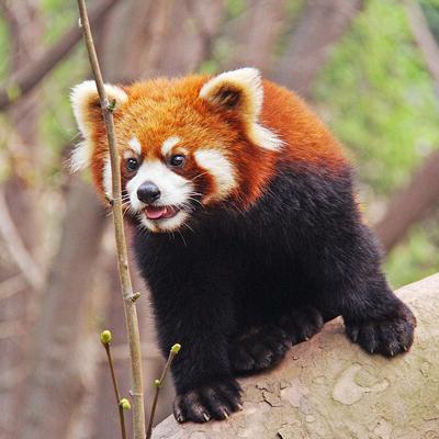 WILD - PODCAST ANIMALIERS # 170 - LE PANDA ROUX