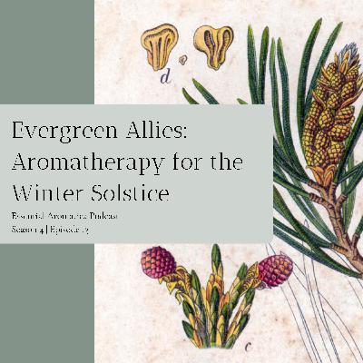 Evergreen Allies: Aromatherapy for the Winter Solstice