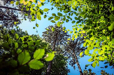 Jak pěstovat les budoucnosti