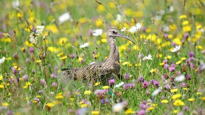 Nine curlew reintrouduced into the wild as part of conservation project