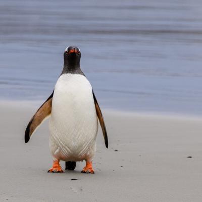 Nature Nomade 2023 - Le mystère de l'île aux cochons