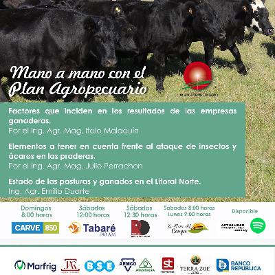 Empresas Ganaderas. Insectos, ácaros en praderas. Pasturas y ganados, Litoral Norte