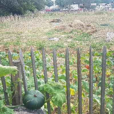 La permaculture, une éthique pour repenser l’agriculture urbaine ?