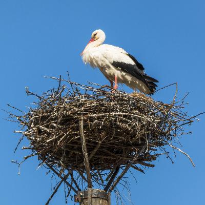 CAPÍTULO 105 - CÁCERES - Queso, conquistadores y muchas, muchas aves - B1 - B2 CAPÍTULO 105 - CÁCERES - Queso, conquistadores y muchas, muchas aves - B1 - B2
