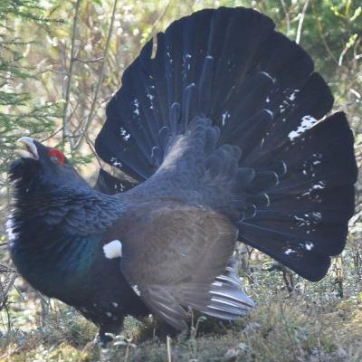 #53 Waldhühner (Auerhahn, Birkhuhn, Rackelwild, Haselhuhn, Alpenschneehuhn) #53 Waldhühner (Auerhahn, Birkhuhn, Rackelwild, Haselhuhn, Alpenschneehuhn)