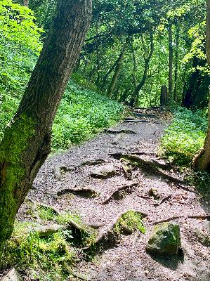 EP 259  The Rose Vortex and Roslyn, Scotland