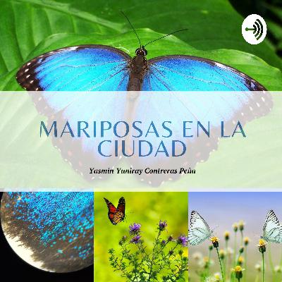 El gusano de la palma un habitante más de la ciudad.