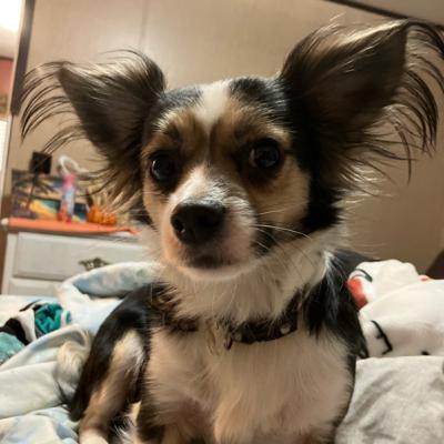 When Love Turns Deadly: The Woodward Case When Love Turns Deadly: The Woodward Case