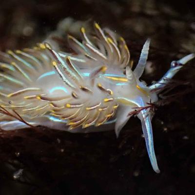 Facts: The Horned Nudibranch Facts: The Horned Nudibranch
