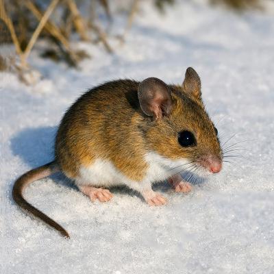 #30—Groundhog vs. The Mouse: Who's A Better Winter Forecaster?