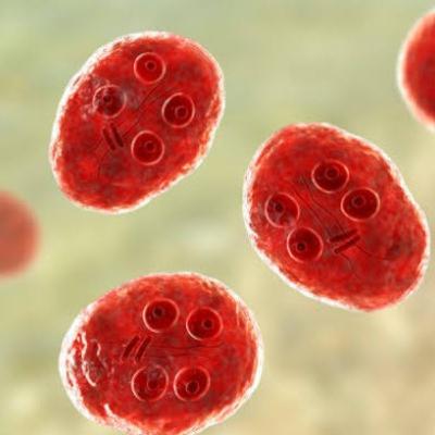 Episodio 3. Protozoarios: Nutrición y Reproducción. Episodio 3. Protozoarios: Nutrición y Reproducción.