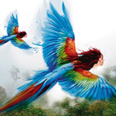 The macaws The macaws