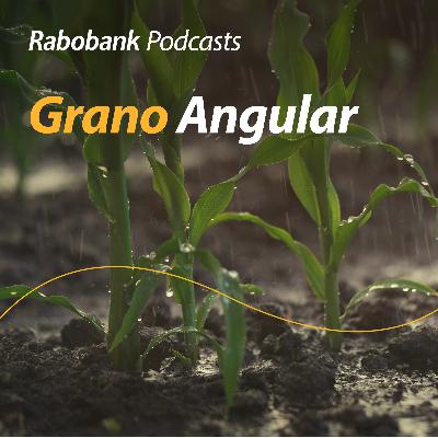 Repunta maíz (ligeramente) en Chicago…res firme mientras pollo cae (otra vez) Repunta maíz (ligeramente) en Chicago…res firme mientras pollo cae (otra vez)