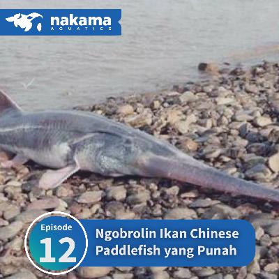 Eps 12 : "Ngobrolin Ikan Chinese Paddlefish yang Udah Punah" Eps 12 : "Ngobrolin Ikan Chinese Paddlefish yang Udah Punah"