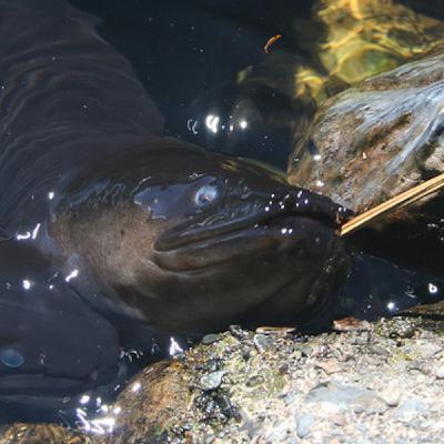 Fun Swimming Fun Swimming