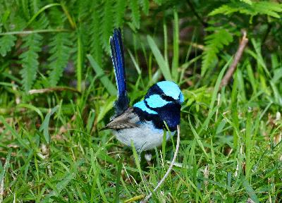 Now You See Him, Now You Don’t – Superb Fairy-wren