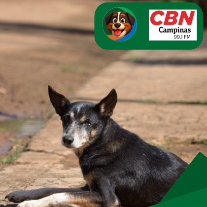 Abandono  de animais pós férias