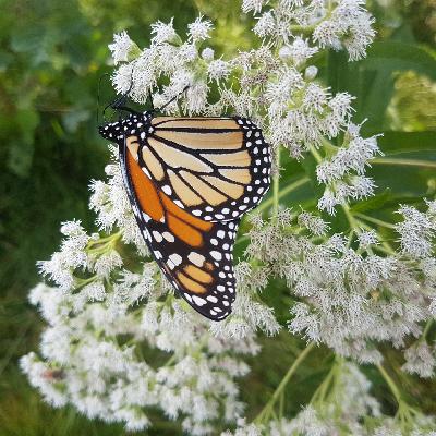 Donna-Michelle St. Bernard - Thought #9 - STRONGER