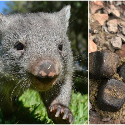 Wombat : Si Marsupialia dengan Kotoran Berbentuk Kubus