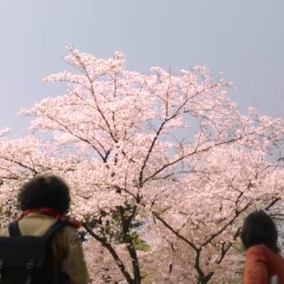 07 赏樱101 ：全日本的樱花本是一棵树？克隆、近代化、军国主义