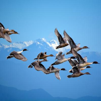 Sådan flyver gæs over himalaya bjergene og hvilket dyr holder egentlig vejret bedst?