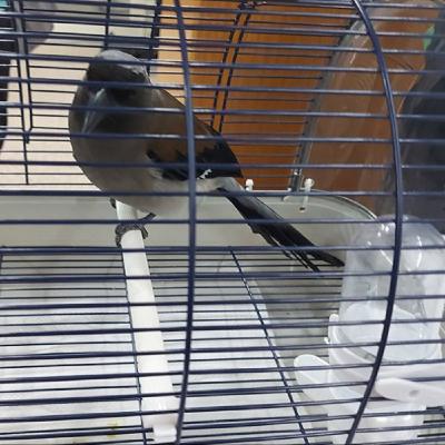 EP19 寵物溝通第二part!原來主人與寵物也有前世今生! EP19 寵物溝通第二part!原來主人與寵物也有前世今生!