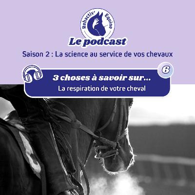 3 choses à savoir sur les poumons et la respiration de votre cheval
