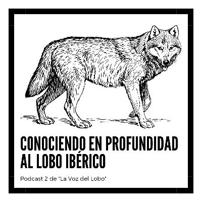 Podcast 2: Conociendo en profundidad al lobo ibérico Podcast 2: Conociendo en profundidad al lobo ibérico
