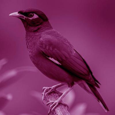 מה איכפת לציפור