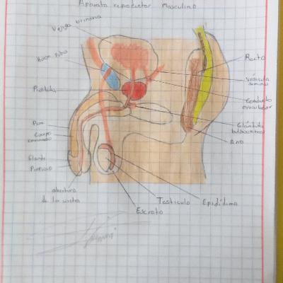 Aparato reproductor masculino